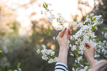 Closeup of woman's hands holding branch of blooming cherry tree in the park on a sunny day. Spring blossom in the garden.