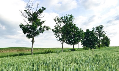 zielone zboże i drzewa © blesz