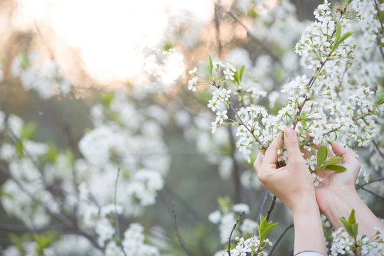 Closeup of woman's hands holding branch of blooming cherry tree in the park on a sunny day. Spring blossom in the garden.