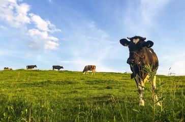Czarno biała krowa stoi na pierwszym planie na zielonej łące w oddali widać kilka krów , niebieskie niebo i kilka białych chmur w letnią porę - obrazy, fototapety, plakaty