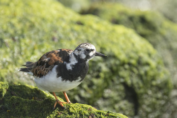 Rubby turnstone wading bird
