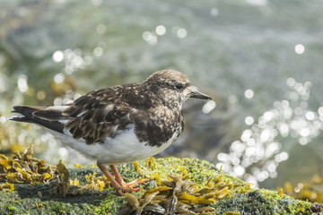 Rubby turnstone wading bird
