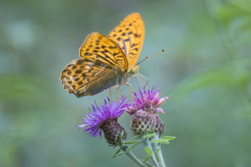 Silver-washed fritillary closeup