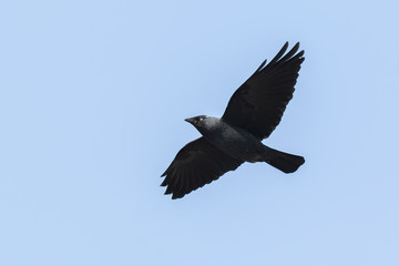 Flying Jackdaw, Corvus monedula bird