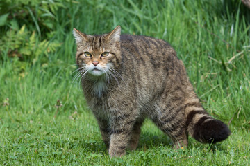 Scottish Wildcat (Felis silvestris silvestris)