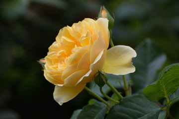 Yellow rose