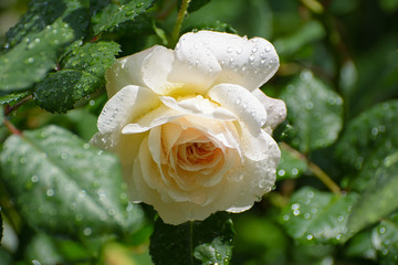 Cream rose. After the rain.