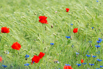 Mohnblumen und Kornblumen am Getreidefeld Kornfeld