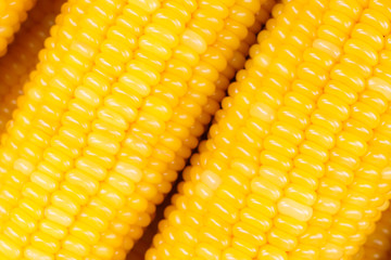 Fresh ear of corn