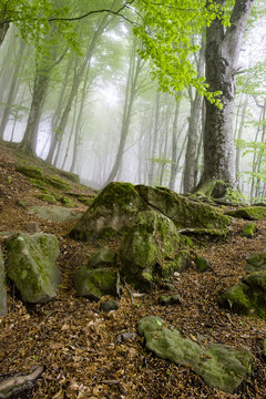 Bosque de hayas con niebla en primavera