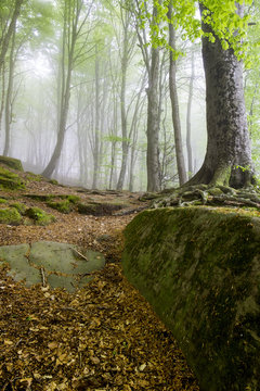 Bosque de hayas con niebla