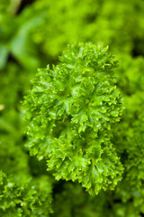 Fresh Organic Green Parsley