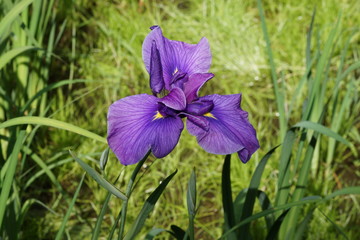 菖蒲　花　初夏