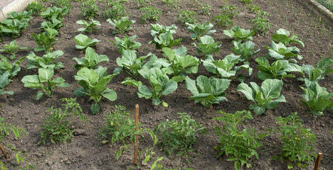 My growing organic vegetable garden