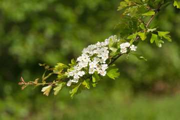 Hawthorn blossom in Spring