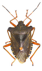 Forest bug on white Background  -  Pentatoma rufipes (Linnaeus, 1758)
