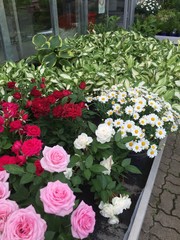 fiori fioraio serra fiori vendita fiori geranio gerani piante fiorite piante fiori per casa balconi  