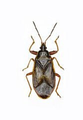 Spruce  Cone Bug on white Background  - Gastrodes abietum (Bergroth, 1914 ) 