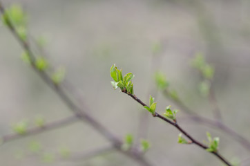 Blossoms