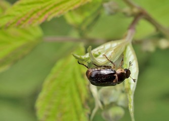 Large beetle crawling on baby grape leaf