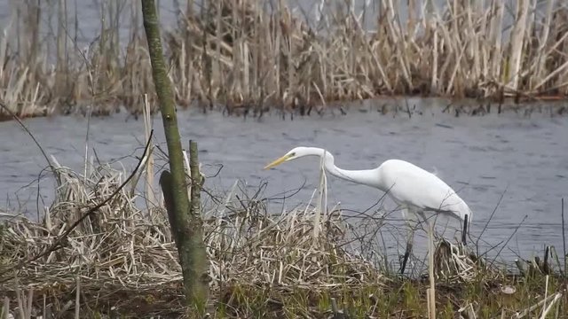 Silberreiher auf Jagd