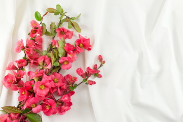 Rosa rugosa flowers on white fabric