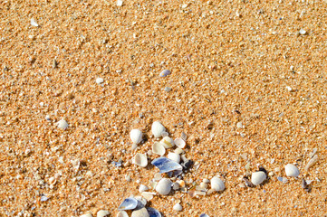 Beach sand and sea shells, outdoors texture background