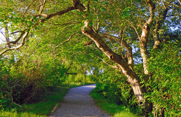 Summer morning at the Trustom Pond National Wildlife Refuge in South Kingstown, Rhode Island
