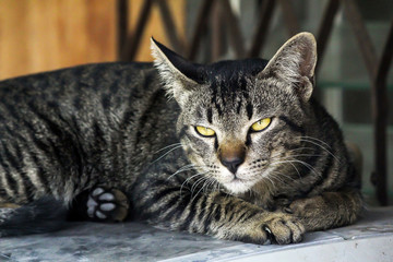 Thai cat. Thai cat portrait in the garden. Tabby cat. Yellow eye.