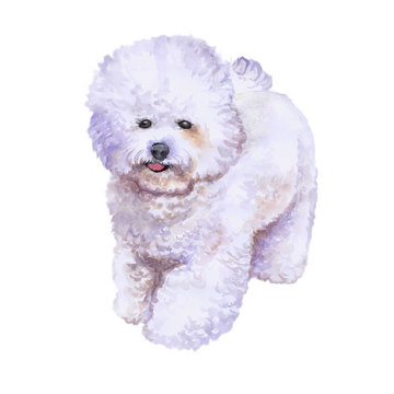 Watrcolor portrait of rare bichon frise dog