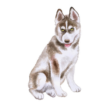 Watercolor closeup portrait of Husky puppy isolated on white background. funny dog showing tongue. Hand drawn sweet home pet. Popular large sled-type breed dog. Greeting card design. Clip art work