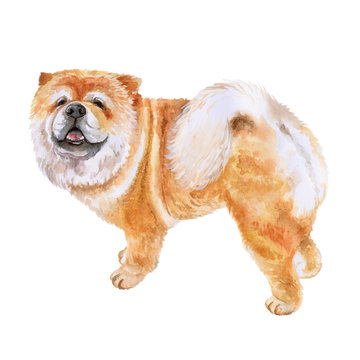 Watercolor closeup portrait of Chow chow dog isolated on white background. funny dog showing tongue. Hand drawn sweet home pet. Popular large breed dog posing. Greeting card design. Clip art work