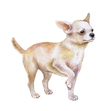 Watercolor closeup portrait of chihuahua dog isolated on white background. funny dog posing on dog show. Hand drawn sweet home pet. Popular toy smallest dog. Greeting card design clip art illustration