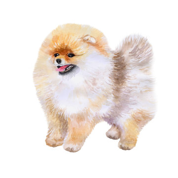 Watercolor closeup portrait of Pomeranian dog isolated on white background. funny dog showing tongue. Hand drawn sweet home pet. Popular toy breed dog smiling. Greeting card design. Clip art work
