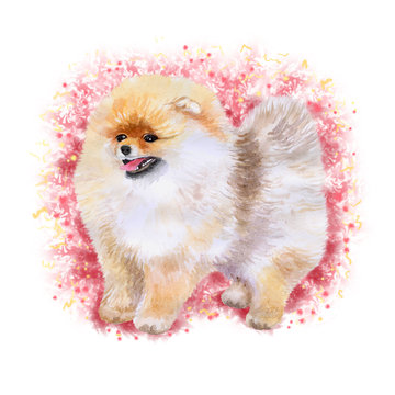 Watercolor closeup portrait of Pomeranian dog isolated on pink background. funny dog showing tongue. Hand drawn sweet home pet. Popular toy breed dog smiling. Greeting card design. Clip art work