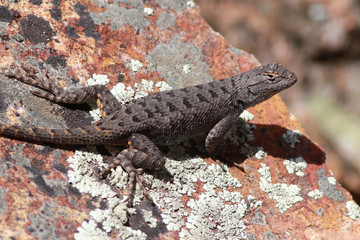 Dark Western Fence Lizard