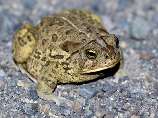 Woodhouse's Toad at Night