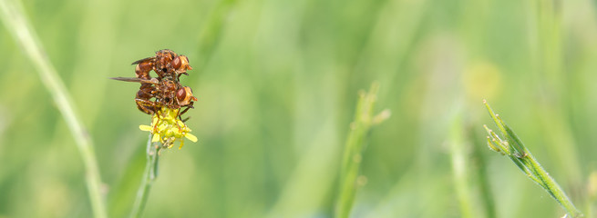 Gemeine Breitstirnblasenkopffliege (Sicus ferrugineus) Pärchen bei der Paarung