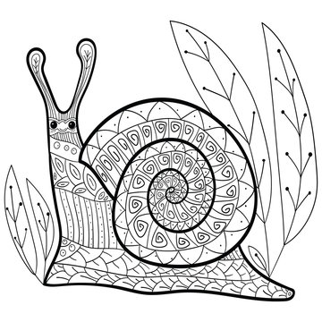 Cute snail adult coloring book page. Happy smiling snail in forest. Whimsical line art. vector illustration.