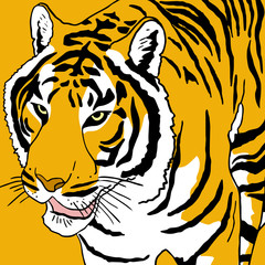 Tiger draw