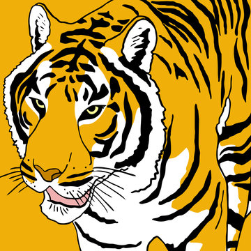 Tiger draw