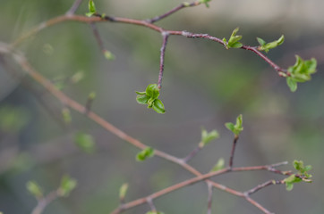 Blossoms