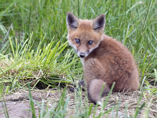 Red Fox Kit