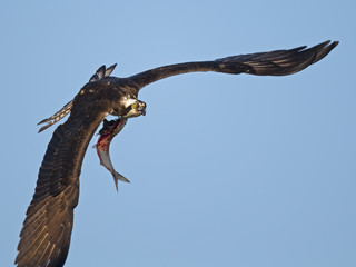 Osprey in Flight with Large Fish