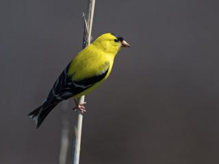Male American Goldfinch
