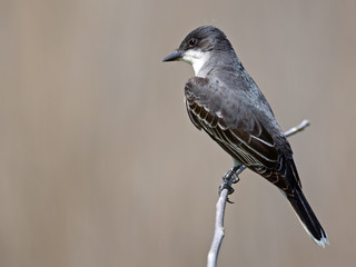 Eastern Kingbird