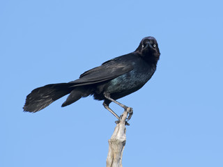 Boat-tailed Grackle Looking At camera