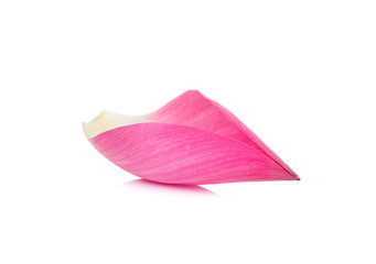 lotus petal isolated on the white background