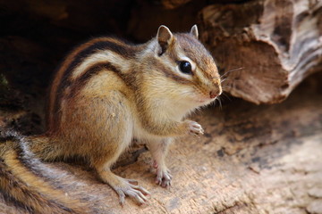 シマリス