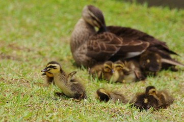 CHILD CARE spot-billed duck　カルガモの幼鳥